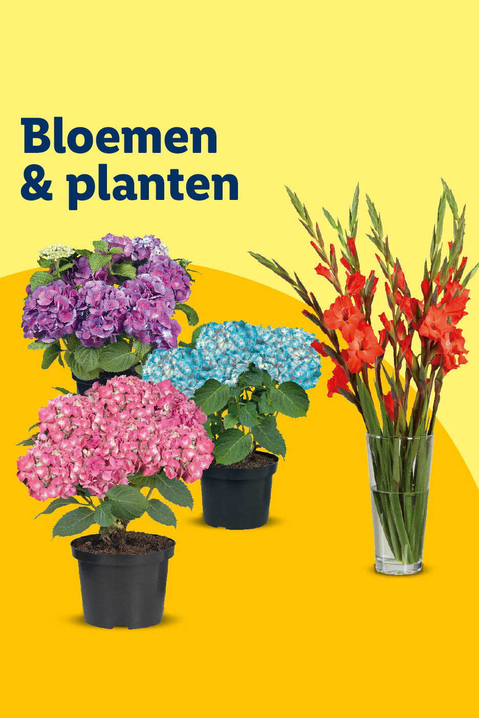 Bloemen & planten: roze, paarse en blauwe hortensia's in potten, en rode gladiolen in een vaas.