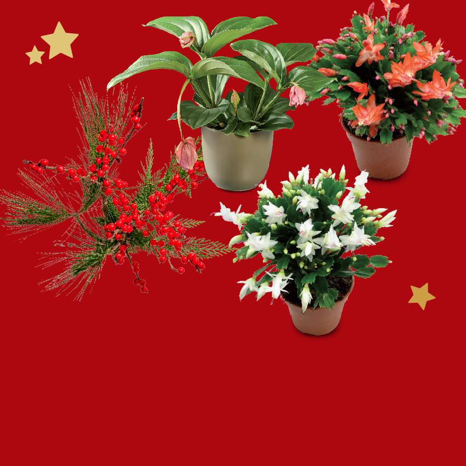 Kerstplanten: hulst, kerstcactus en andere bloeiende planten op een rode achtergrond.