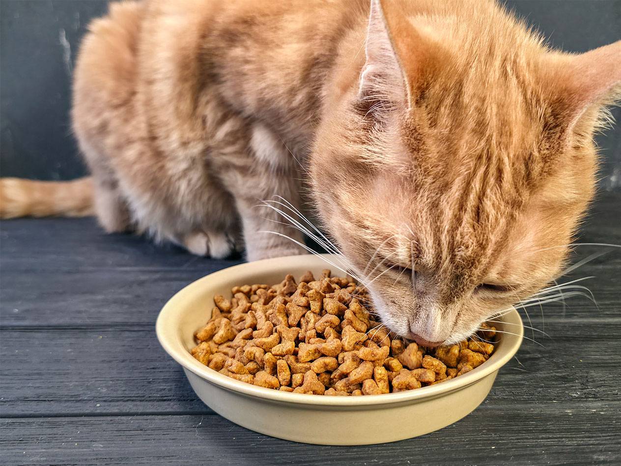 Rode kat eet droogvoer uit een kom.