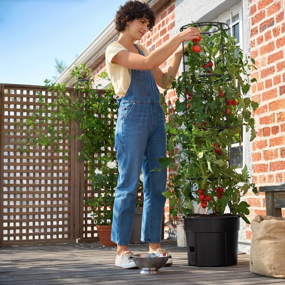 Vrouw oogst tomaten van een hoge plant in een zelfwaterende plantenbak op een terras.