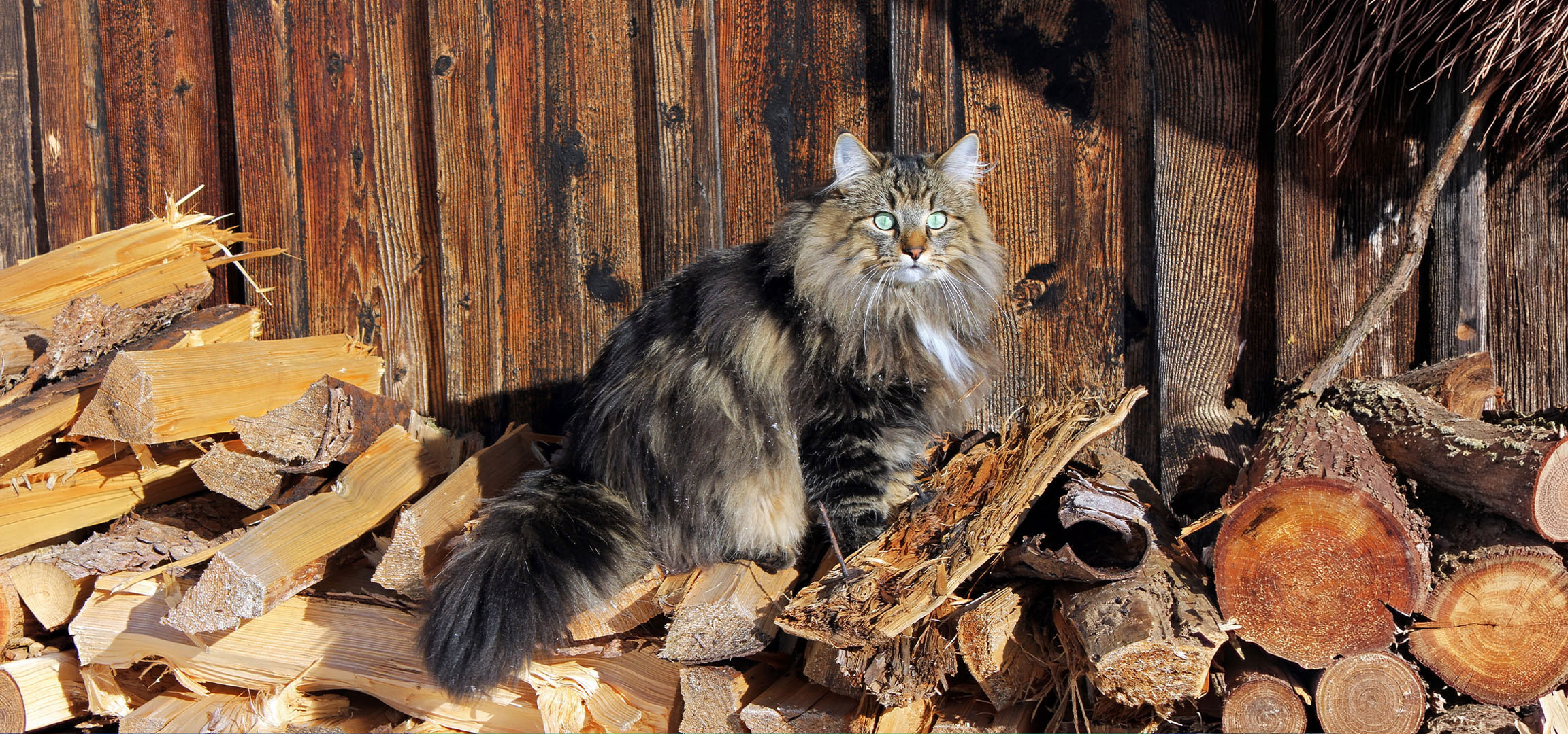 Gegenereerd door AI: Pluizige kat met groene ogen zit op een stapel brandhout tegen een houten muur.