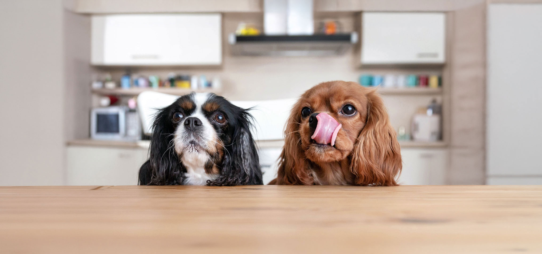 Gegenereerd door AI: Twee Cavalier King Charles Spaniels, een driekleurige en een ruby, kijken omhoog vanaf een tafel.