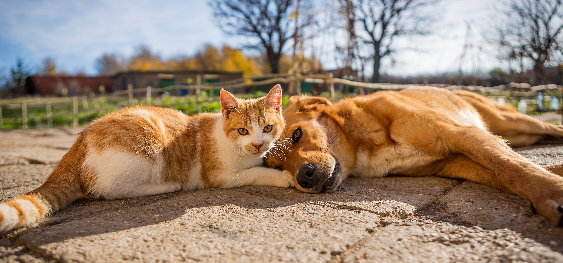 Gegenereerd door AI: Een kat en een hond rusten in de zon op een betegeld terras.